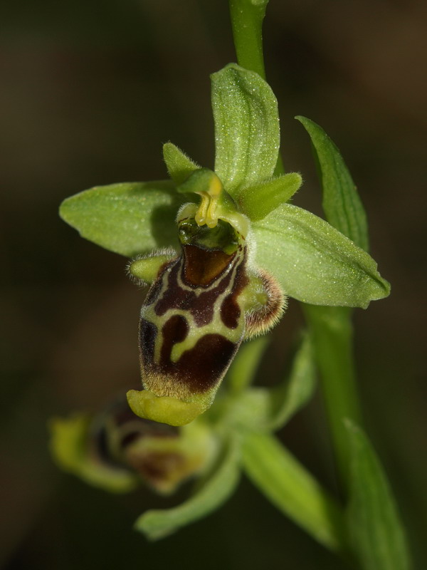 Ophrys conradiae - (2 parte)